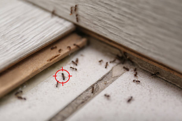 Best Pest Control Near Me in Wesleyville, PA
